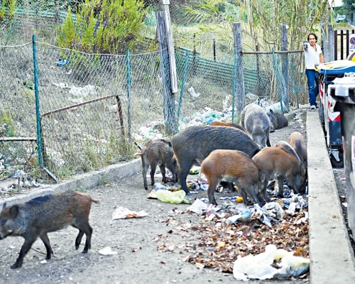 ■一群野豬在羅馬街上的垃圾桶旁覓食。