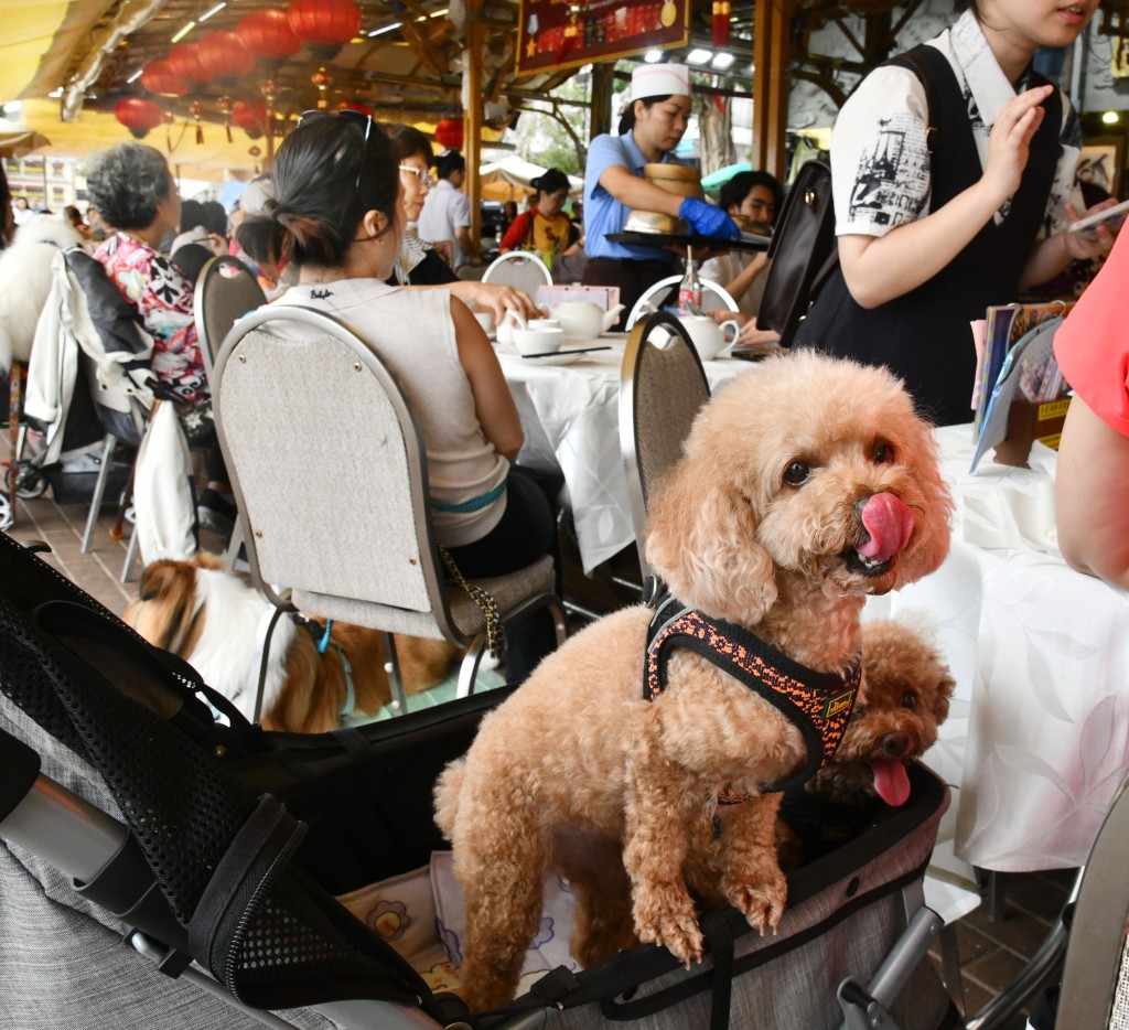 打造「人宠共融」城市的同时，必须由制度及法律著手，严肃跟进及惩处残虐动物行为，为动物筑起保护网。