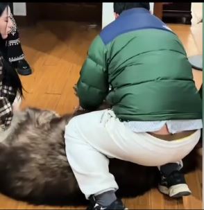 逾50公斤重的「托普」在咬傷老主人後被處死，一度成為網絡熱搜首名。