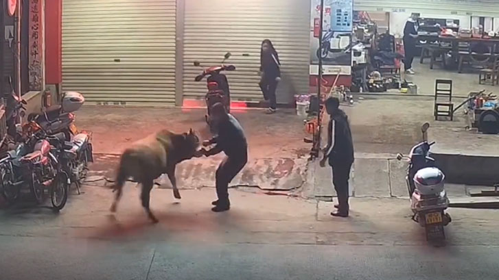 黄牛在街上不断挣扎，男子与牛「路上打圈」对峙。 网片截图