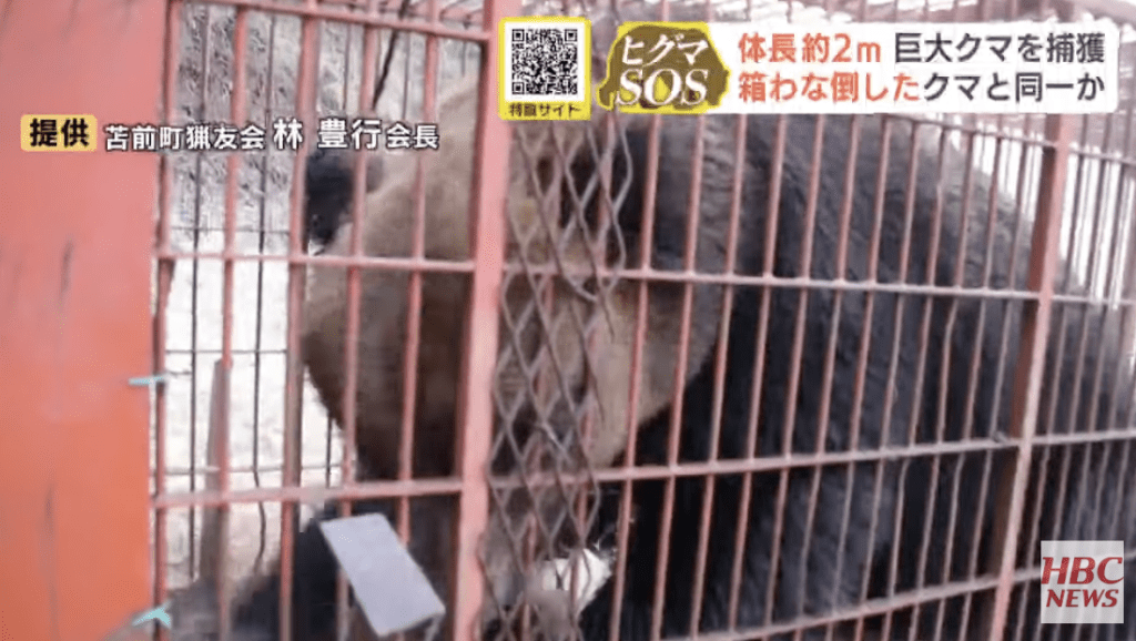 北海道北部苫前町昨晚成功在捕熊籠內擒獲一頭體型龐大的棕熊，經確認體長約1.9米、體重接近400公斤，為近年罕見巨獸。HBC NEWS畫面截圖