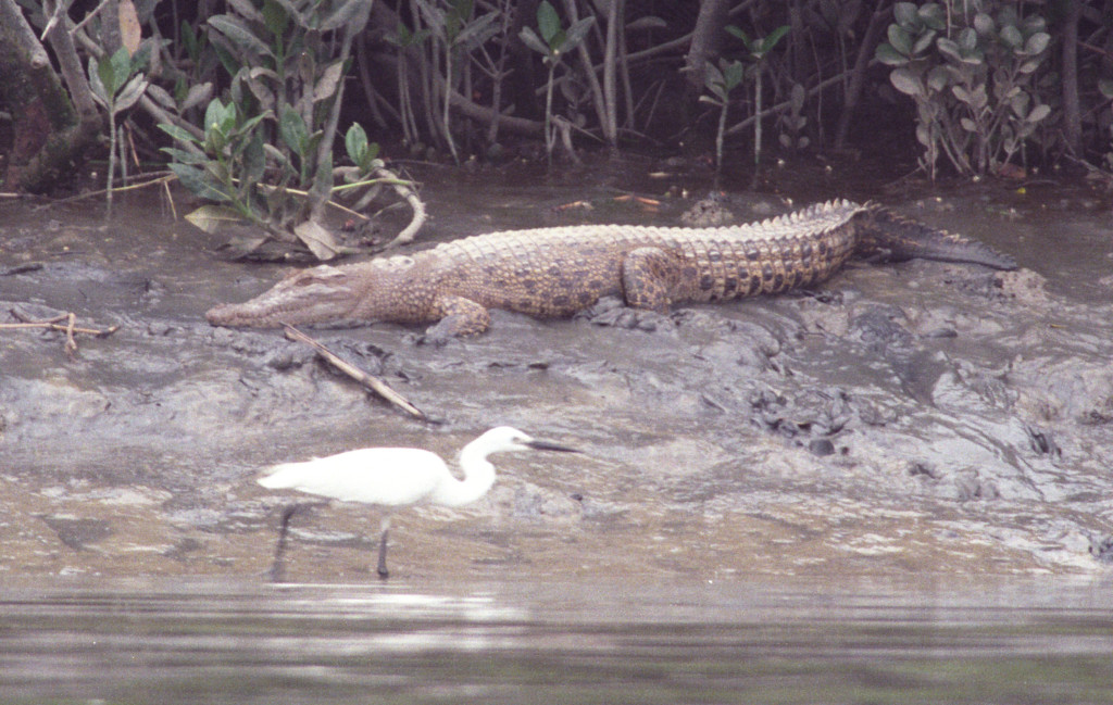 攝於2004年4月8日的小灣鱷「貝貝」。資料圖片