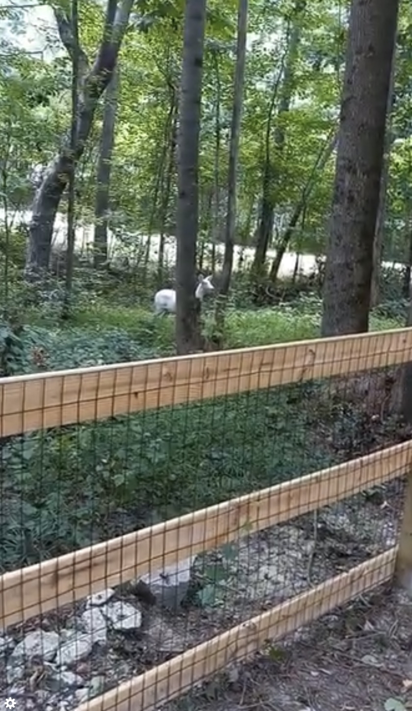 有網民說幾年前白鹿常造訪自家後院。 facebook