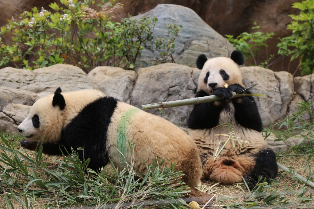 上野動物園，熊貓「曉曉」和「蕾蕾」。（中新社）