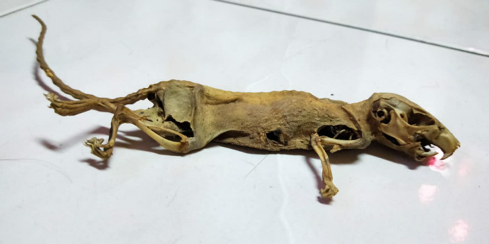 老鼠乾屍。 網圖