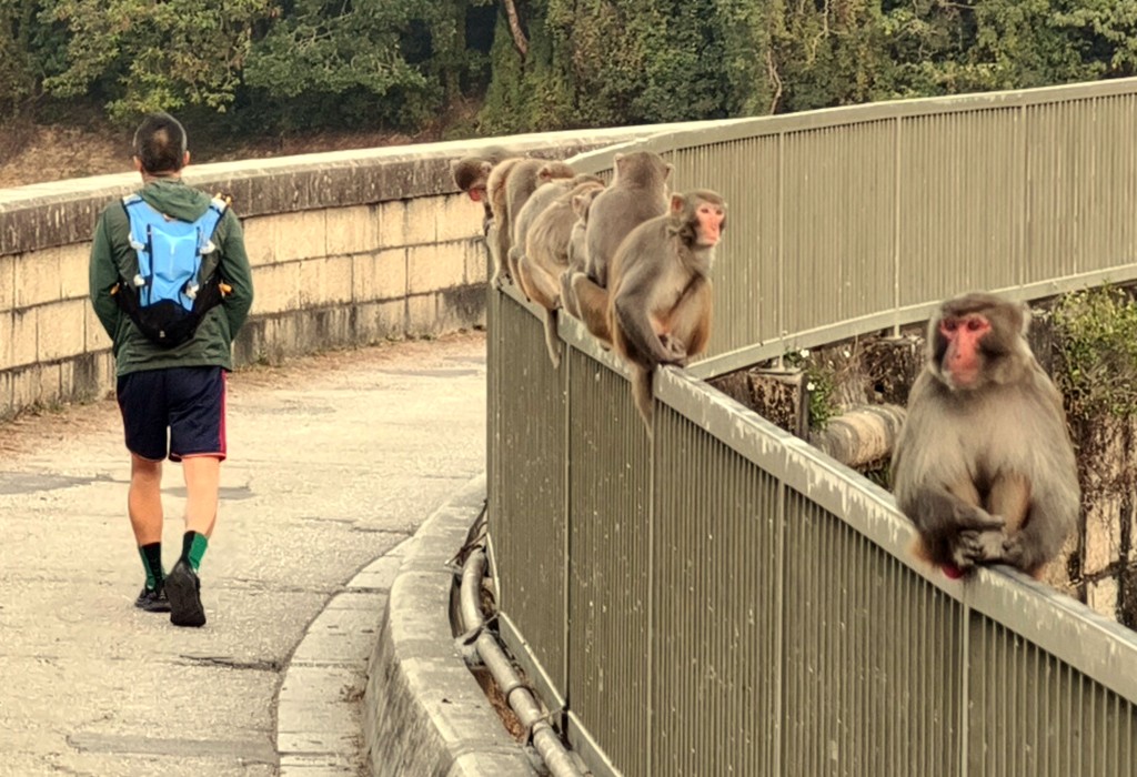 就非法餵飼猴子發出60張定額罰款通知書,以及2宗傳票檢控。 就非法餵飼猴子發出60張定額罰款通知書,以及2宗傳票檢控。