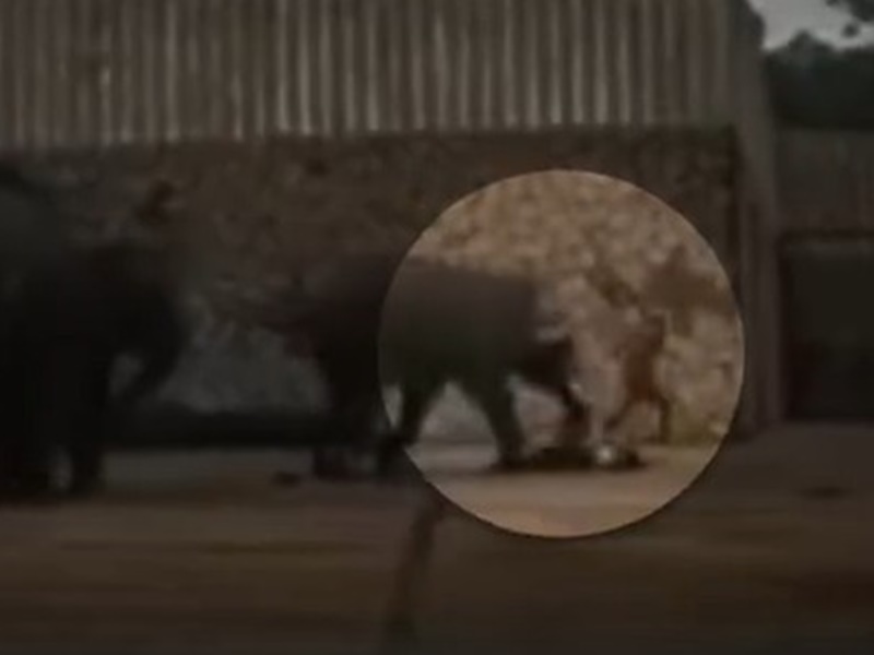 有人尝试用手推车驱赶大象但无效。网图