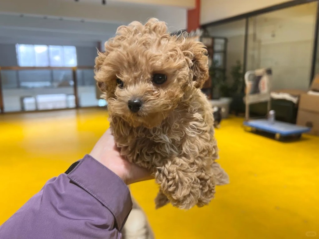 酒店同時歡迎狗主帶寵物入住。小紅書 酒店同時歡迎狗主帶寵物入住。小紅書