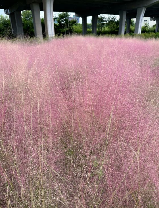 红山公园的粉红芒草地比陌上花公园细