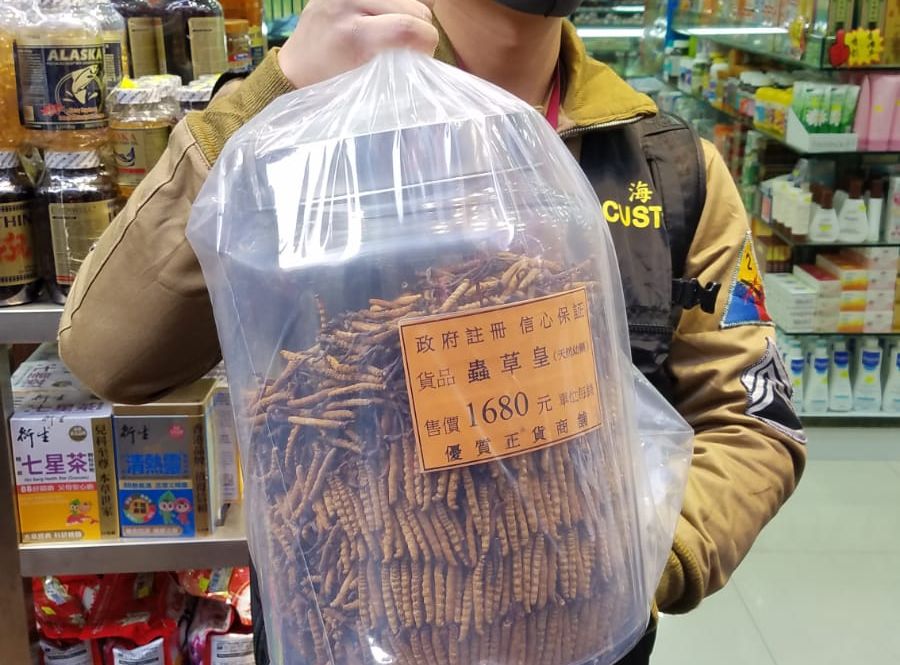 海關檢走一樽蟲草、榜及磨粉機作證物。