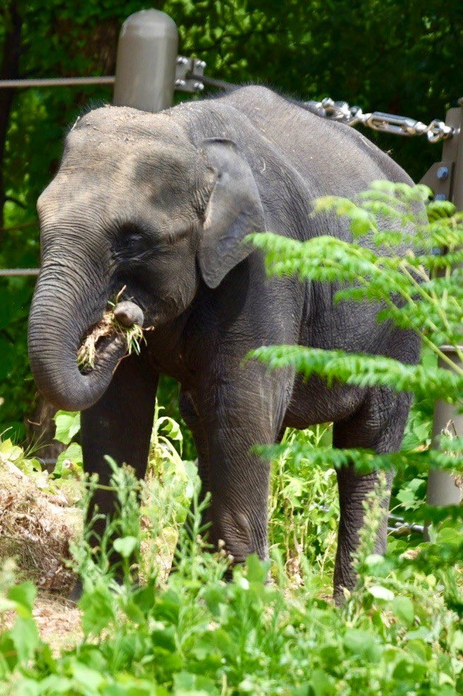 福岡動物園發生幼象三度走甩事件。Ｘ