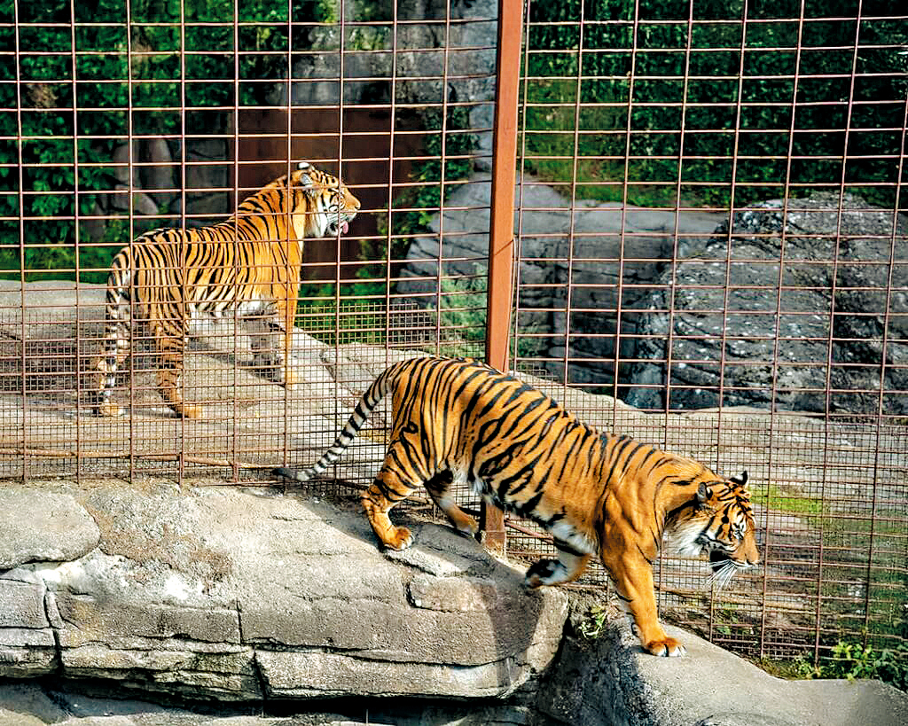 奧爾堡動物園中的老虎。