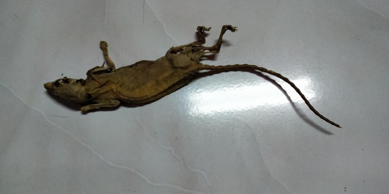 老鼠乾屍。 網圖