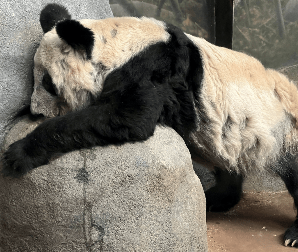 孟菲斯動物園早前宣布，歸還「丫丫」和「樂樂」給中國。(路透社)