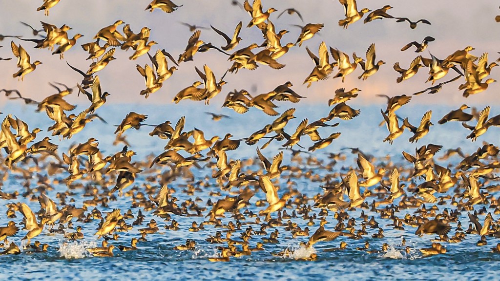 黑盒揭濟州航空空難班機遇5萬隻巴鴨。圖為在中國江蘇省濕地飛翔的巴鴨群。 法新社