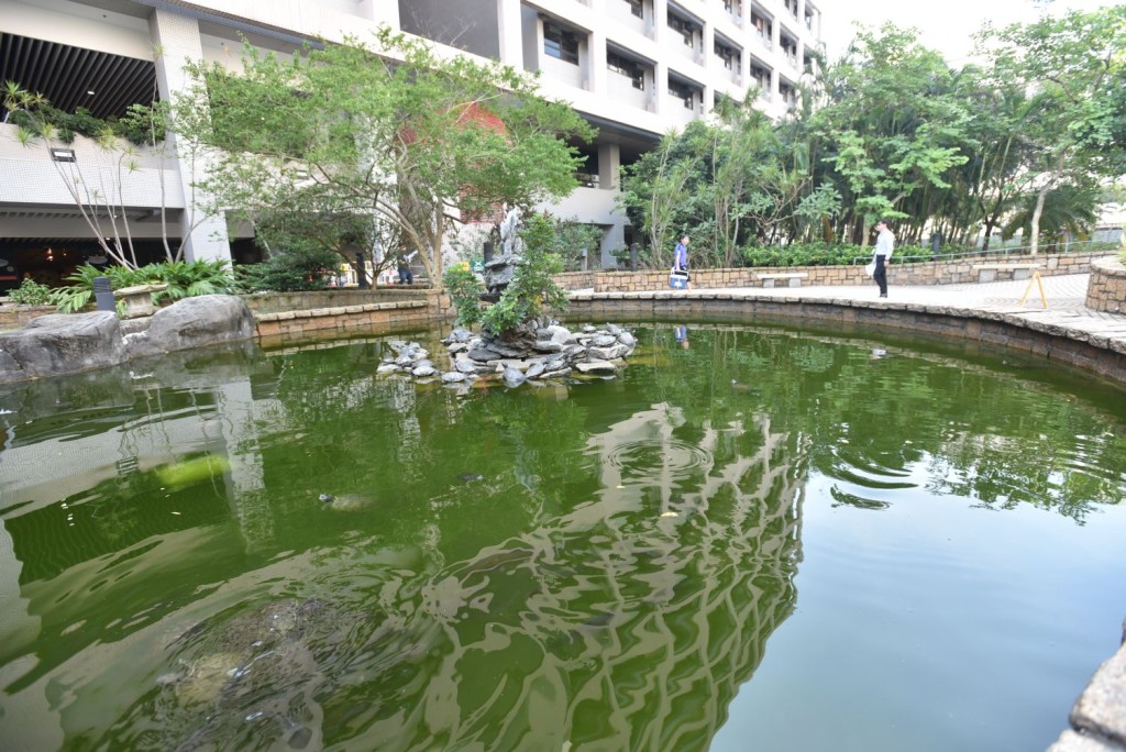 東區醫院水池發生巴西龜虐殺事件。