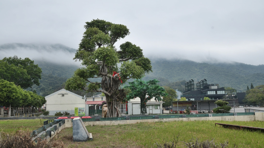大埔林村許願樹每日上午8時30分至晚上6時30分開放。資料圖片