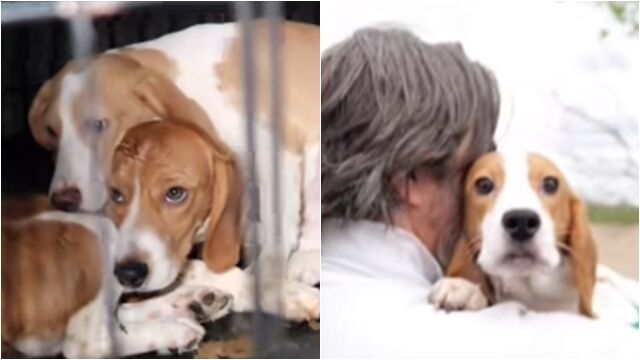 狗狗获救后极亲人。Big Dog Ranch Rescue/FB