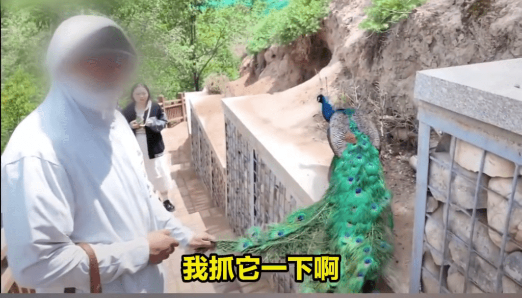 囂張男:「我抓它一下啊。」 囂張男:「我抓它一下啊。」
