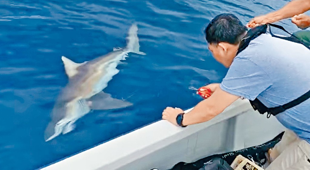 ■片段中的釣魚郎準備剪斷魚絲「放生」，惟幼鯊掙扎甩鈎逃脫。