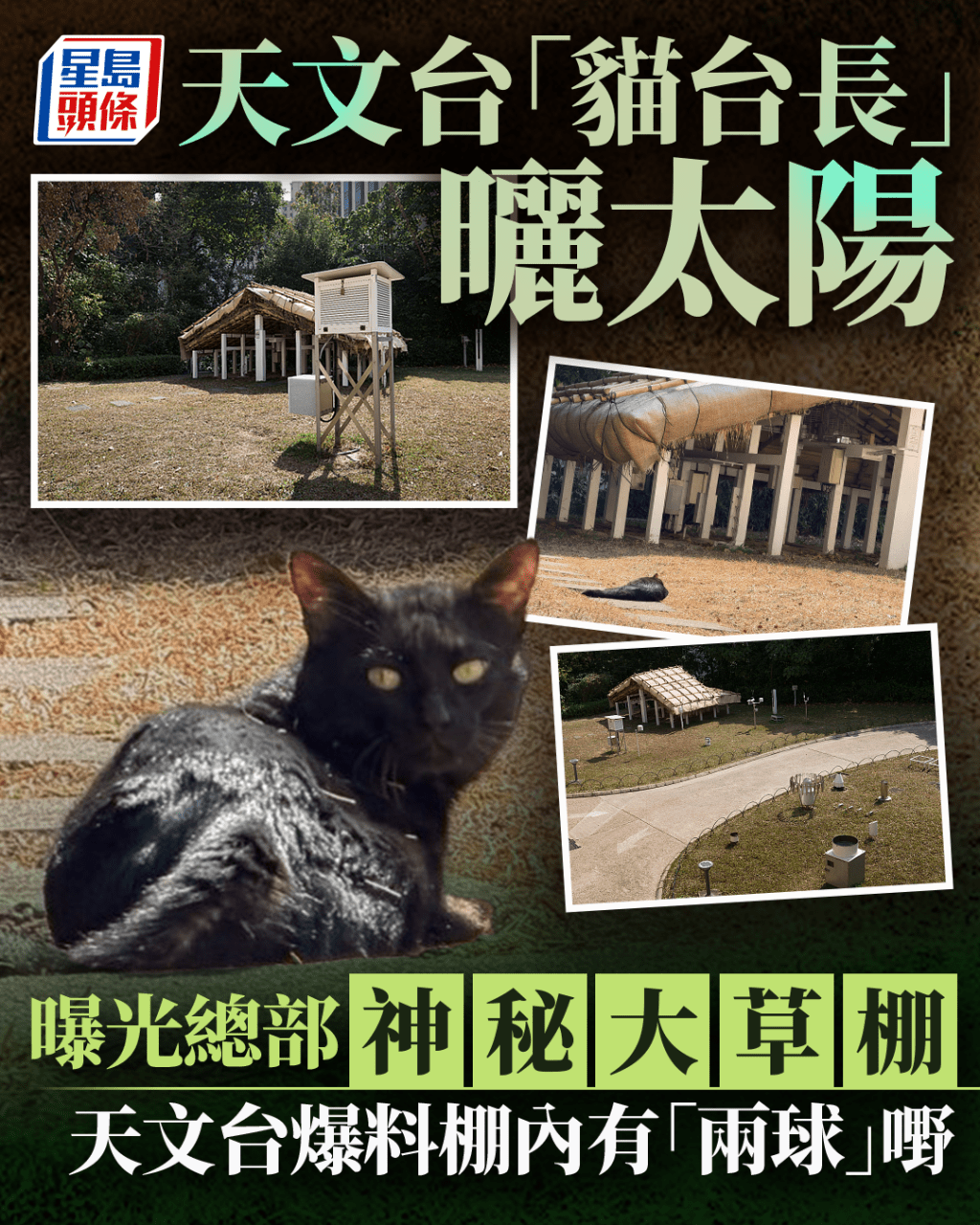 天文台「貓台長」曬太陽 曝光總部神秘大草棚 天文台爆料棚內有「兩球」嘢｜Juicy叮
