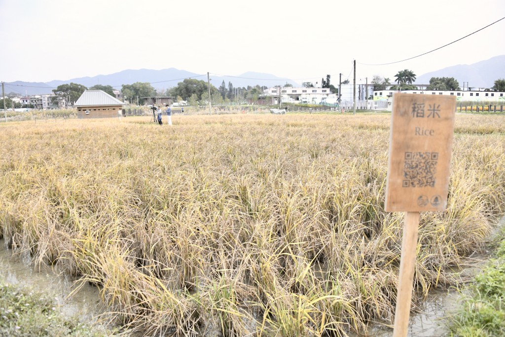 公園在生態區及訪客區種植稻米。黃偉強攝