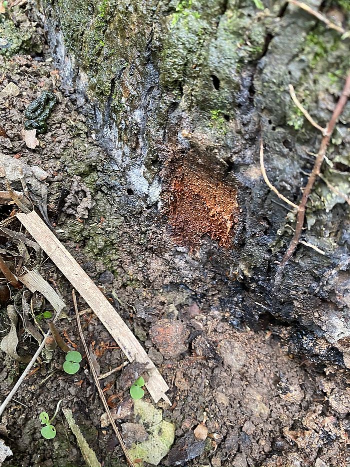 褐根病可破壞樹木根部、腐蝕樹身,造成安全風險。為阻止病菌蔓延,能快速檢測並處理受感染的樹木至為重要。