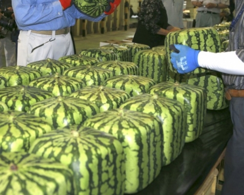 日本香川縣特產「方形西瓜」周三在該市JA香川縣筆岡集散中心開始出貨。  網上圖片