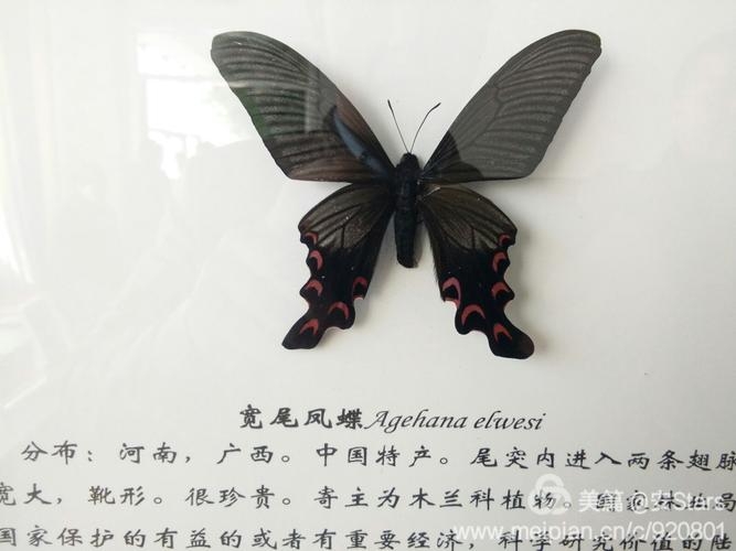 「中華寬尾鳳蝶」的成蟲。