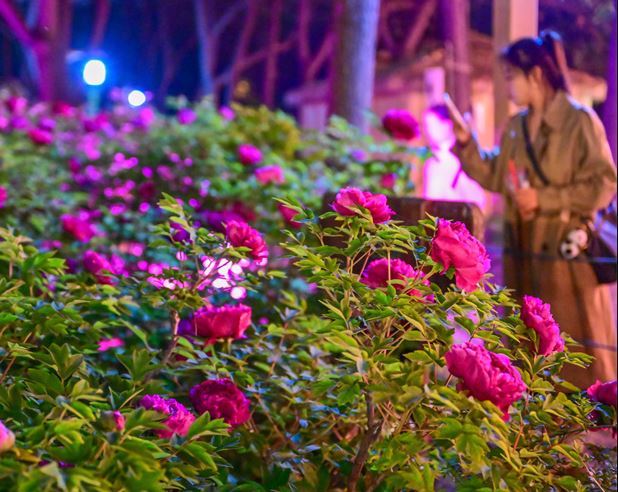 洛阳牡丹文化节吸引大量游客。微博