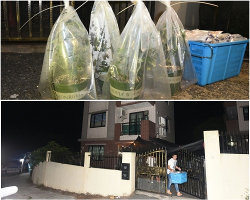 八鄉馬鞍崗村一單位搗破大麻種植場，檢獲約342棵懷疑大麻植物。