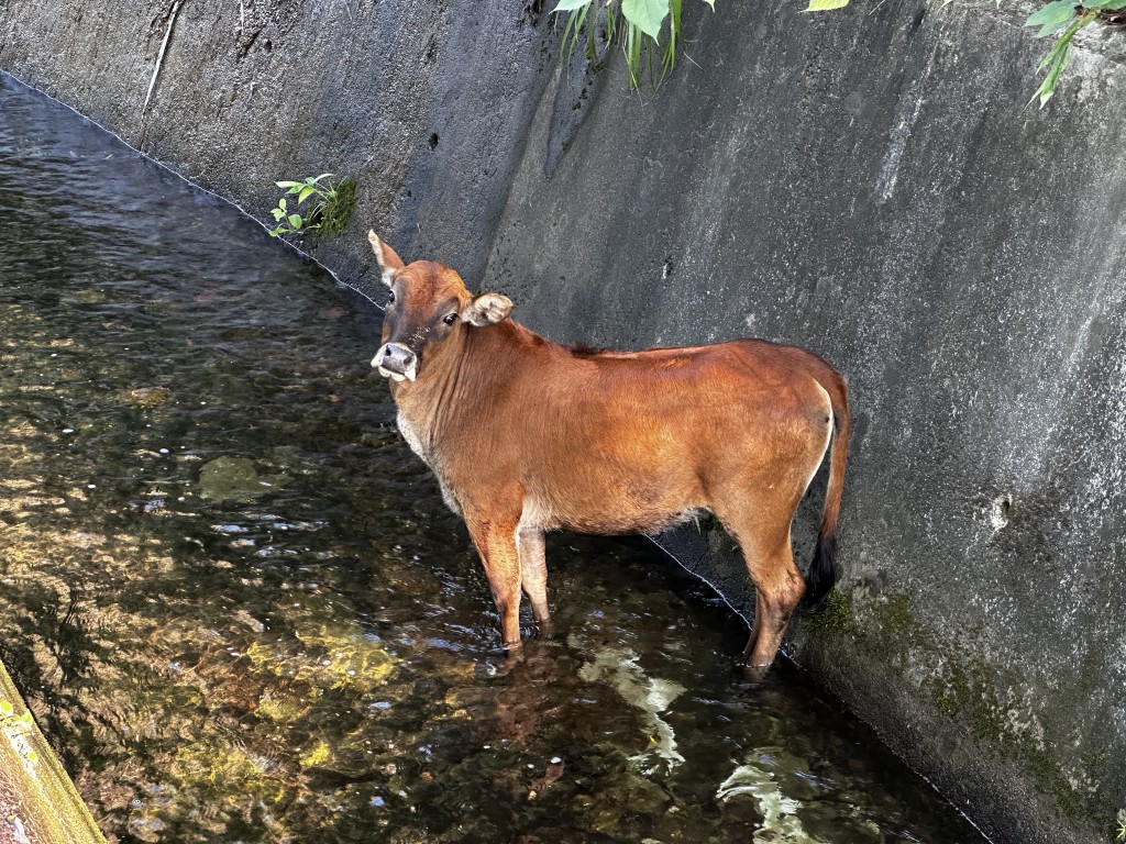 黄牛被困引水道内。