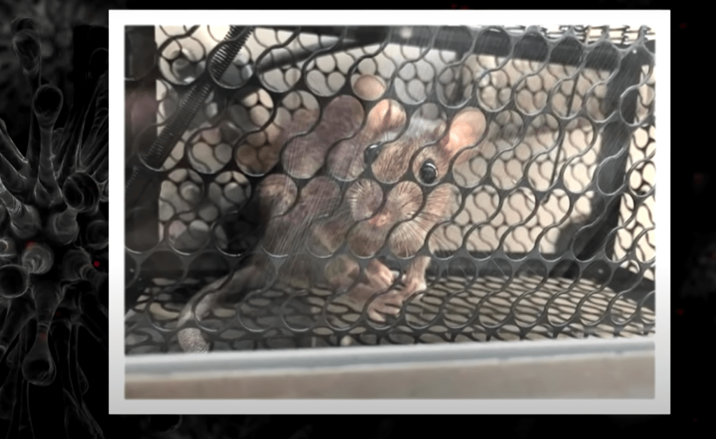 蔡先生于3个月间活捉8只老鼠。《东张西望》节目截图