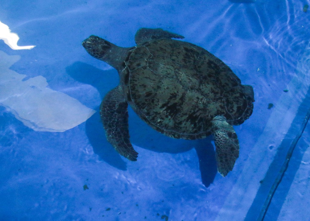 绿海龟Rain。海洋公园图片