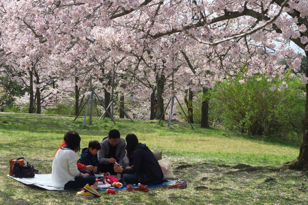 每年4月樱花盛开时，韩国人都会一家大细出来郊游。