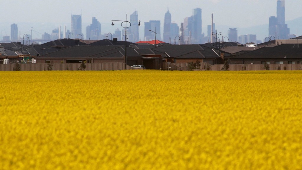中國恢復進口澳洲油菜籽。 路透社