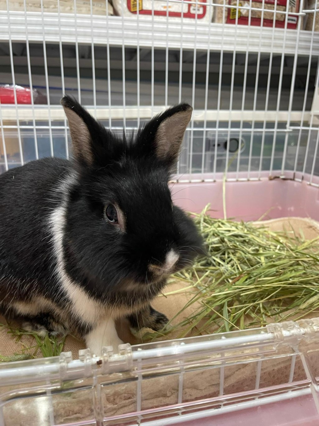 Tiny Buddies內的住客均是暫託動物，如黑豆（2歲半，男）本是因主人移居內地而打算轉售他人的兔兔。（圖片來源：官方圖片）