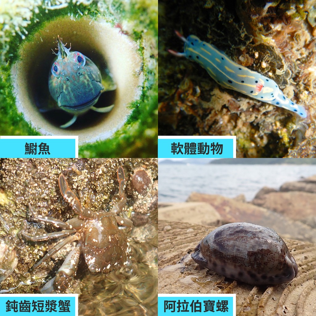 生態海岸「四寶」在馬料水的初步監察顯示,錄得的生物品種相比附近海堤岩石,整體多15種。 政府提供
