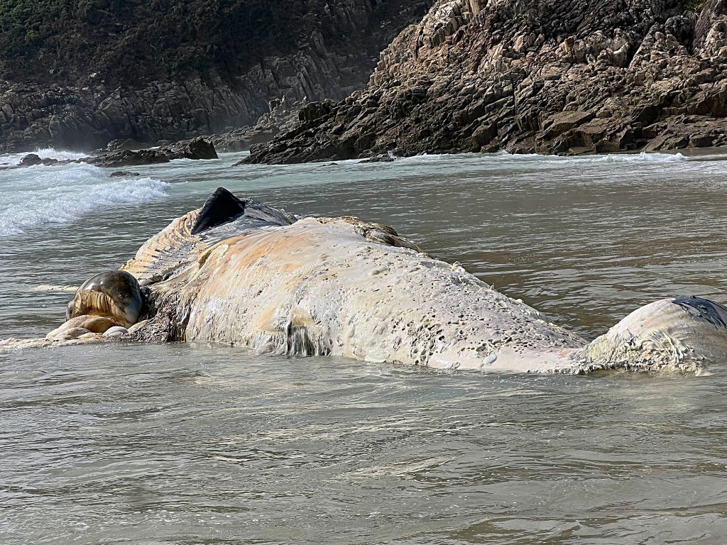 西貢大浪鹹田灣一具鯨屍被大浪沖上沙灘。讀者提供