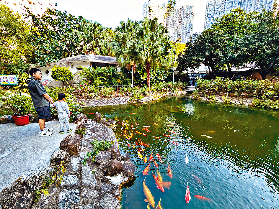 馬鞍山恒安邨恒月樓對開魚池則有約100多條魚，大部分為錦鯉。