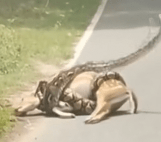 巨蟒一度昂起蛇头作出攻击姿态，凶猛扑向司机。