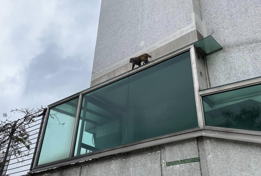 马骝爬上玻璃幕墙屋顶。fb：真.屯门友