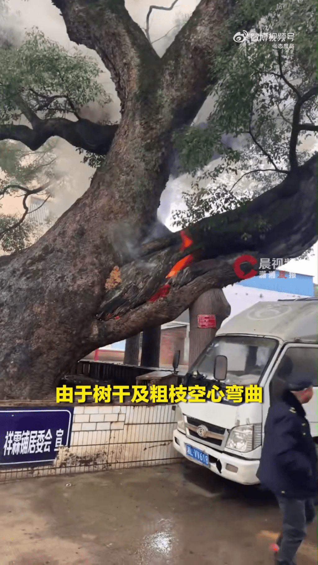 千年古树起火，只因顽童乱掟爆竹。  