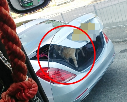 一隻啡色狗狗被放置在私家車車輛的車尾箱內。「香港馬路的事,報料及言論自由討論區!」網民授權使用相片