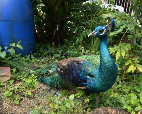 遼寧省錦州市動物園有孔雀確診感染高致病性的H7N9禽流感。　資料圖片