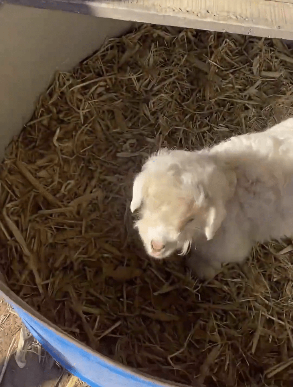 近日，寧夏平羅縣「戲精小羊」憑裝死技能爆紅網絡。