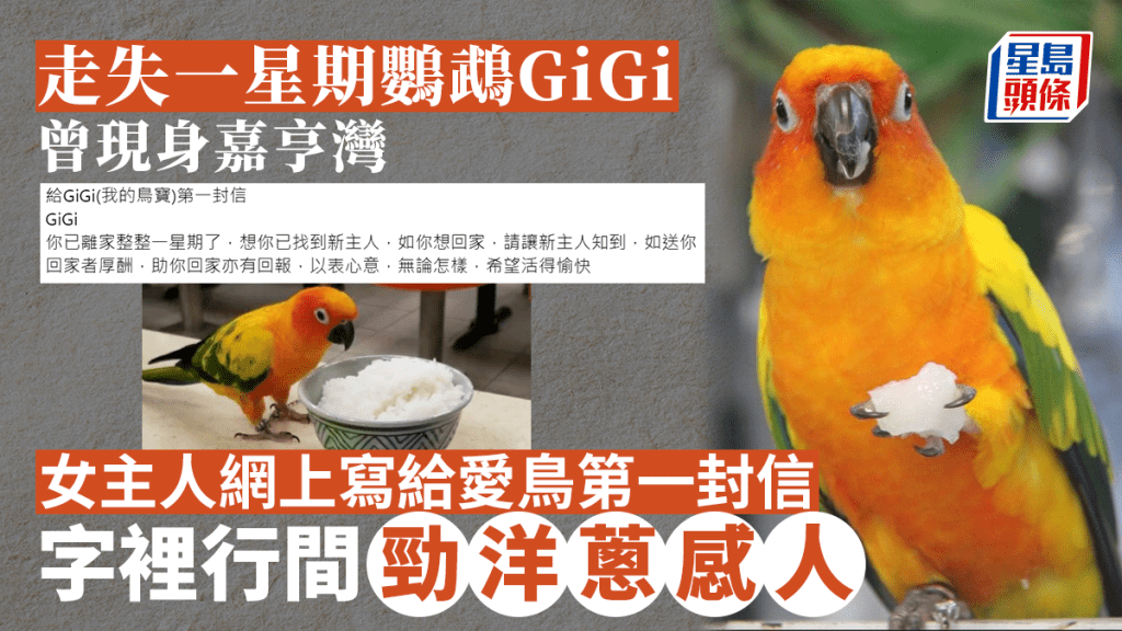 筲箕灣鸚鵡GiGi走失一星期。