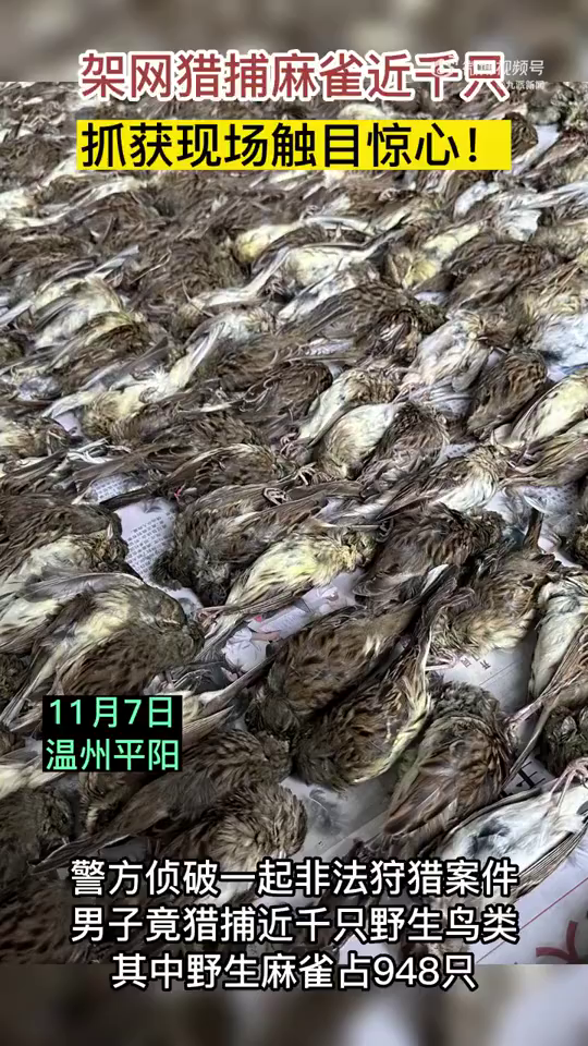 溫州男架網狩獵麻雀近千隻，屍層層疊疊。