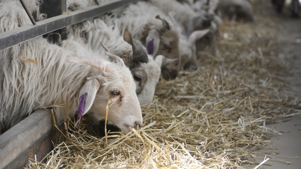 藏羊養殖基地內的藏羊在吃草。 新華社