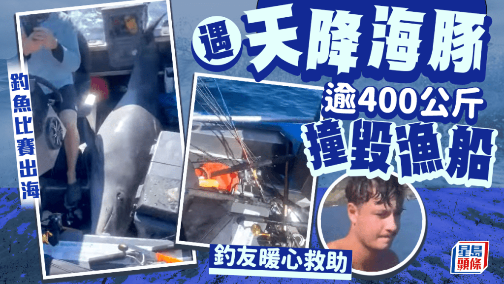 400公斤大海豚從天而降! 釣友機警處理結局暖心